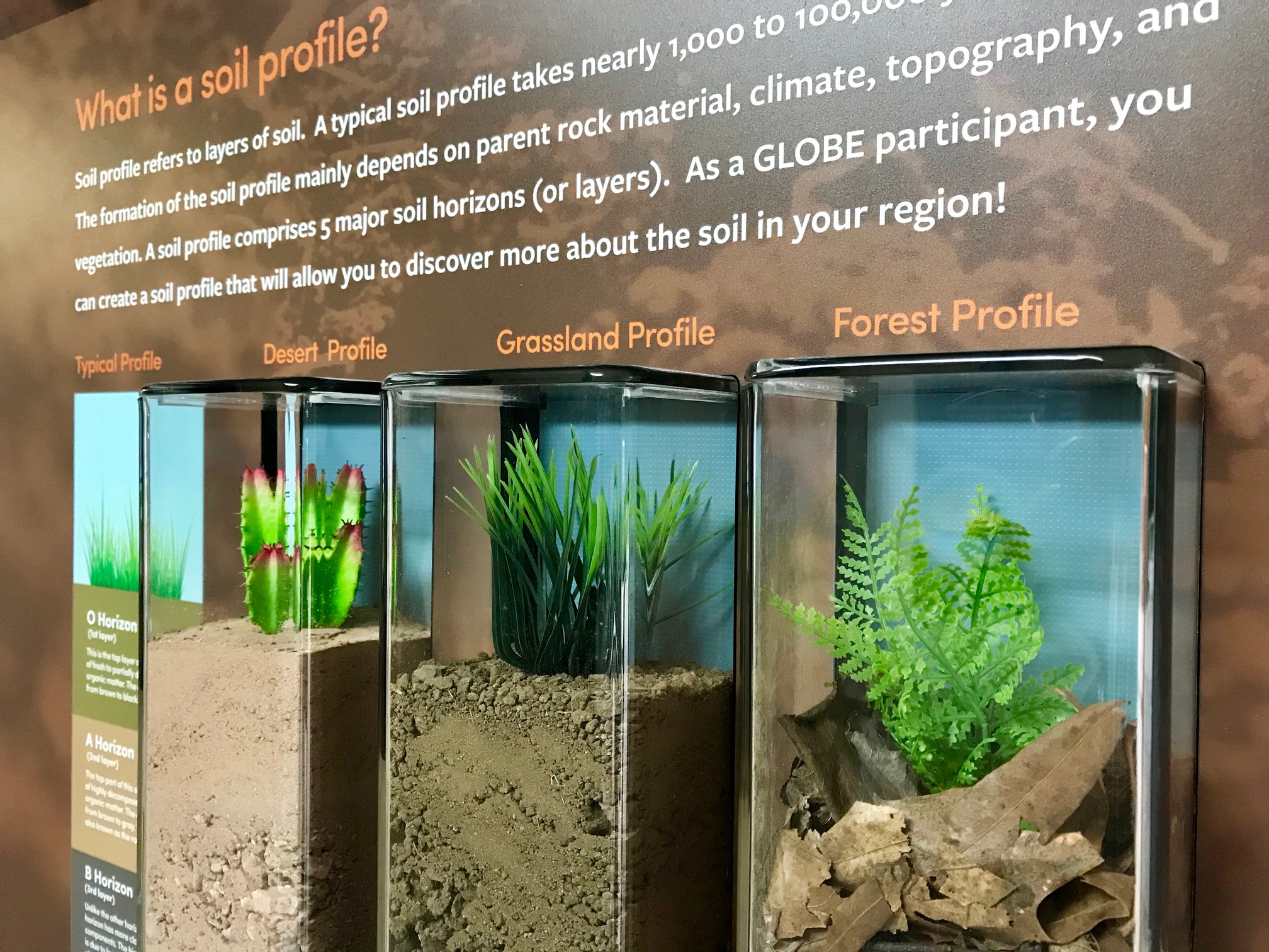A close-up of a museum exhibit on Earth observation, showing three types of soil in glass cases with fake plants "growing" in them. On the left, a fake cactus stand in tan, fine-grained soil under the label "Desert Profile"; in the center box, fake grasses stand in coarser, green-brown soil labeled "Grassland Profile"; and in the right-most box, a fake fern grows in loosely packed brown leaf litter labeled "Forest Profile". Above the boxes, orange and white text stretches across a brown wall panel.