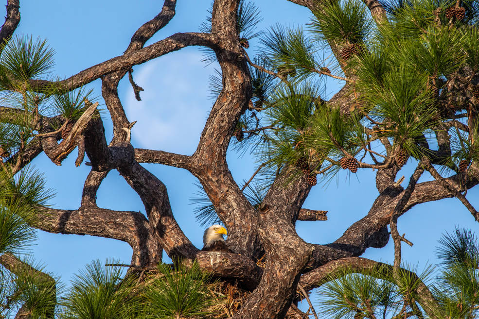An American bald eagle occupies a nest near Kennedy Parkway North at NASA’s Kennedy Space Center in Florida.