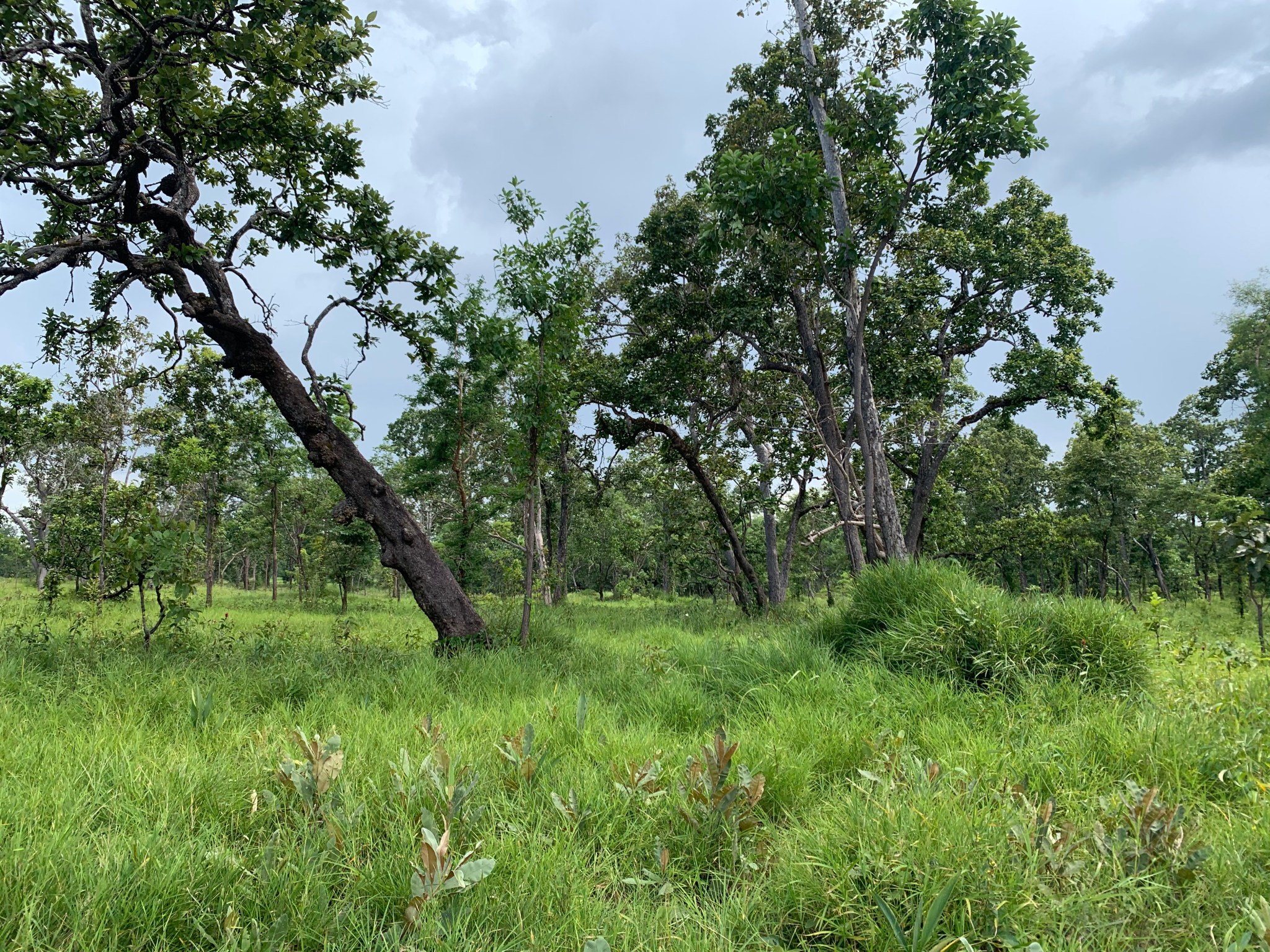 Prey Lang Wildlife Sanctuary, Cambodia