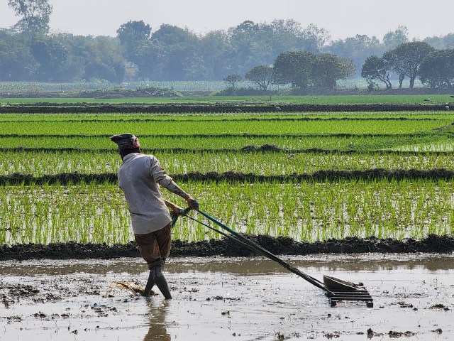 Farmer tending to rice paddy fields in Manikganj, Bangladesh.