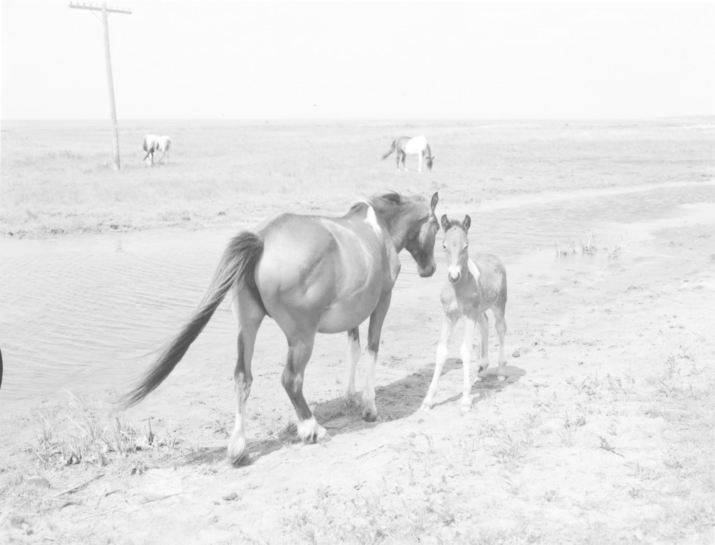 Chincoteague ponies, including a colt looking at the camera.