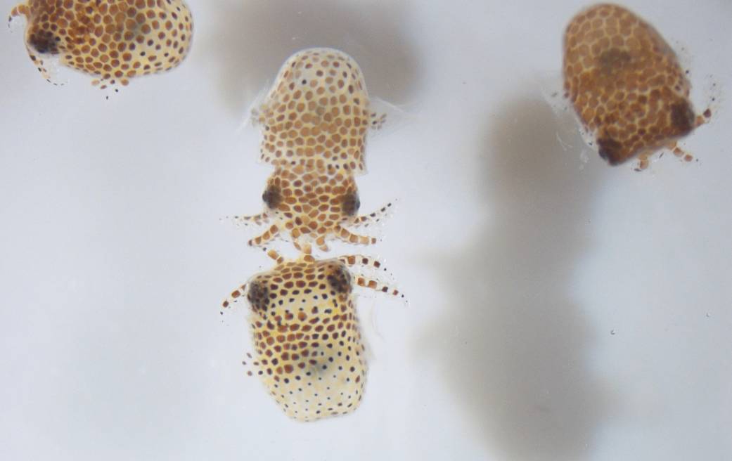 closeup image of baby squid