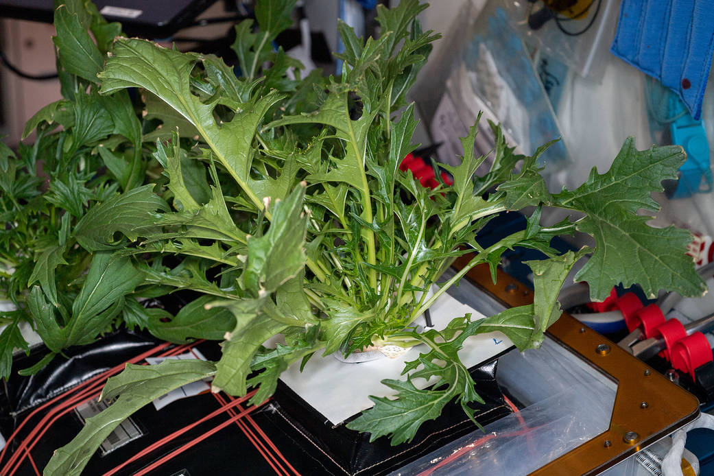 image of lettuce 