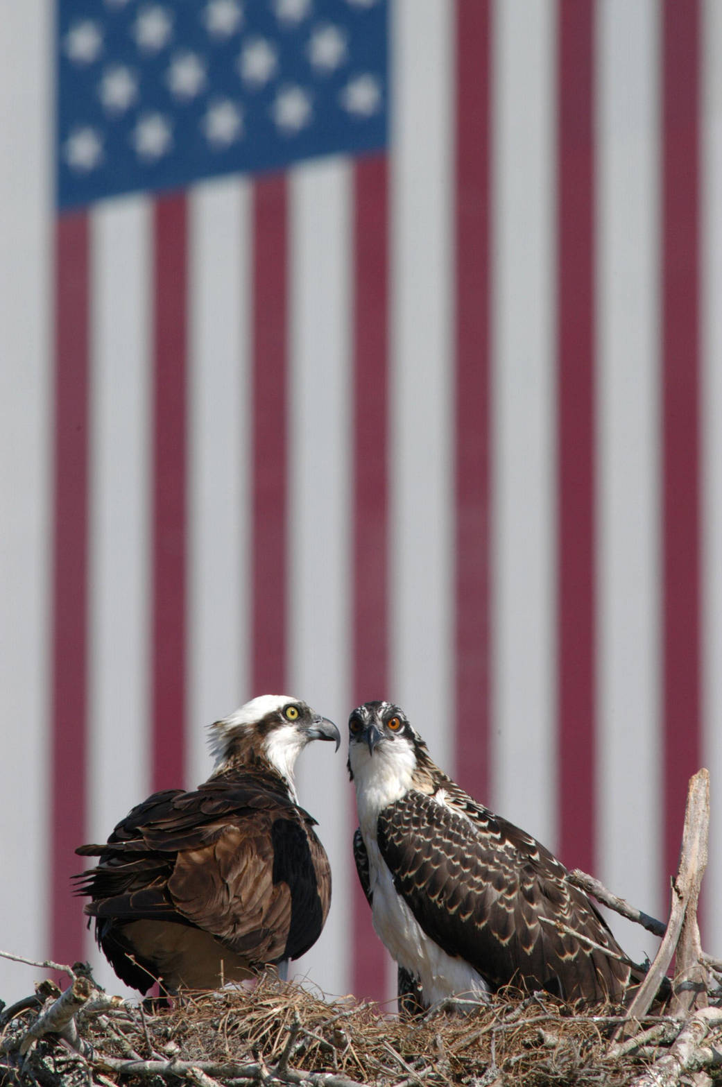 Protecting Her Young