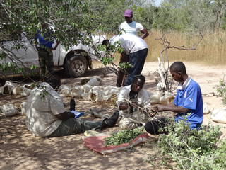 people sitting with piles of branches and leaves, taking notes