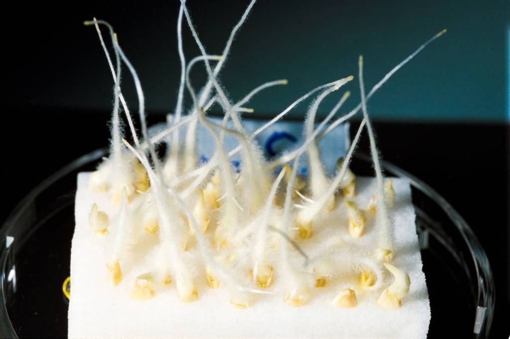 Breezy Science, Plant Studies and More Head to Space Station on SpaceX-4