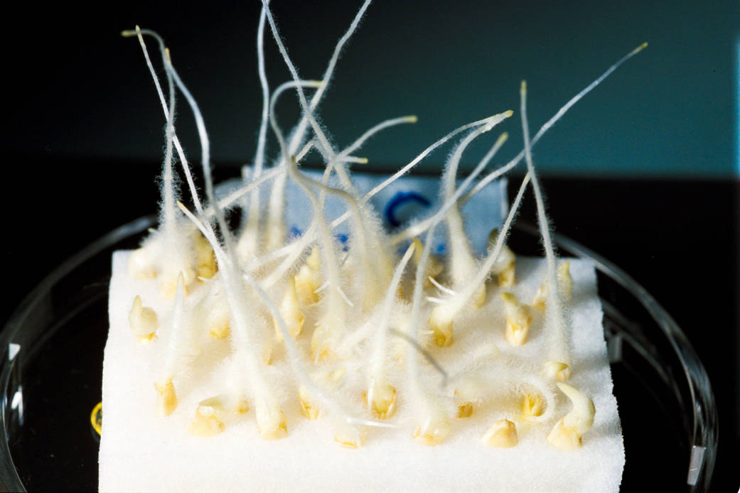 A view of seedling growth in a petri dish during space shuttle Discovery's STS-95 mission in 1998, which used similar hardware t