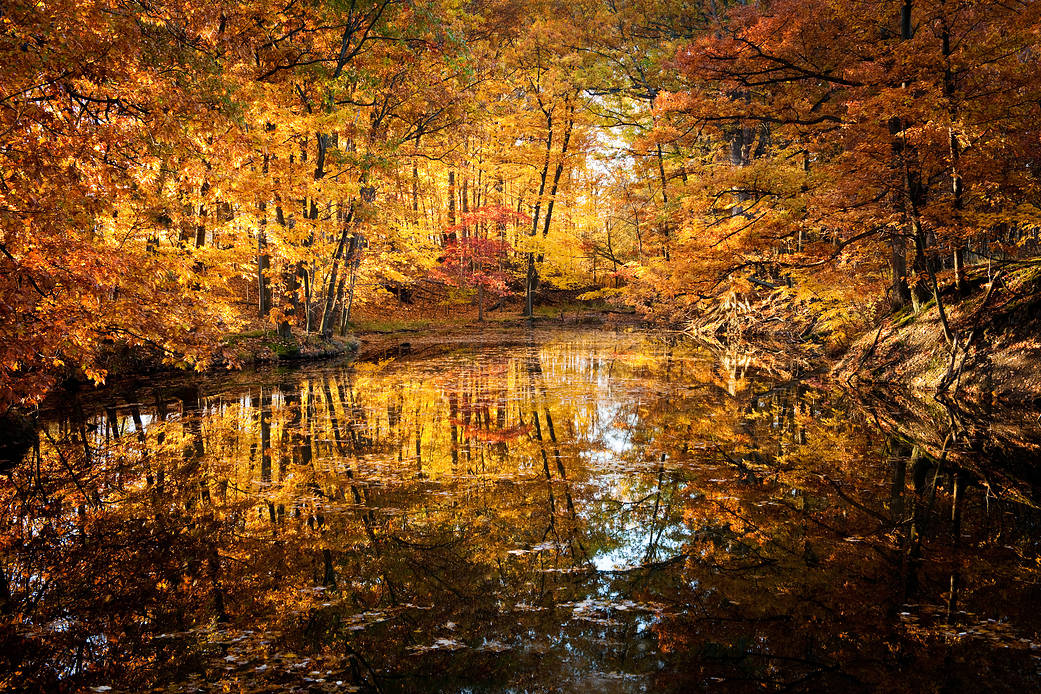 Autumn leaves at NASA Glenn