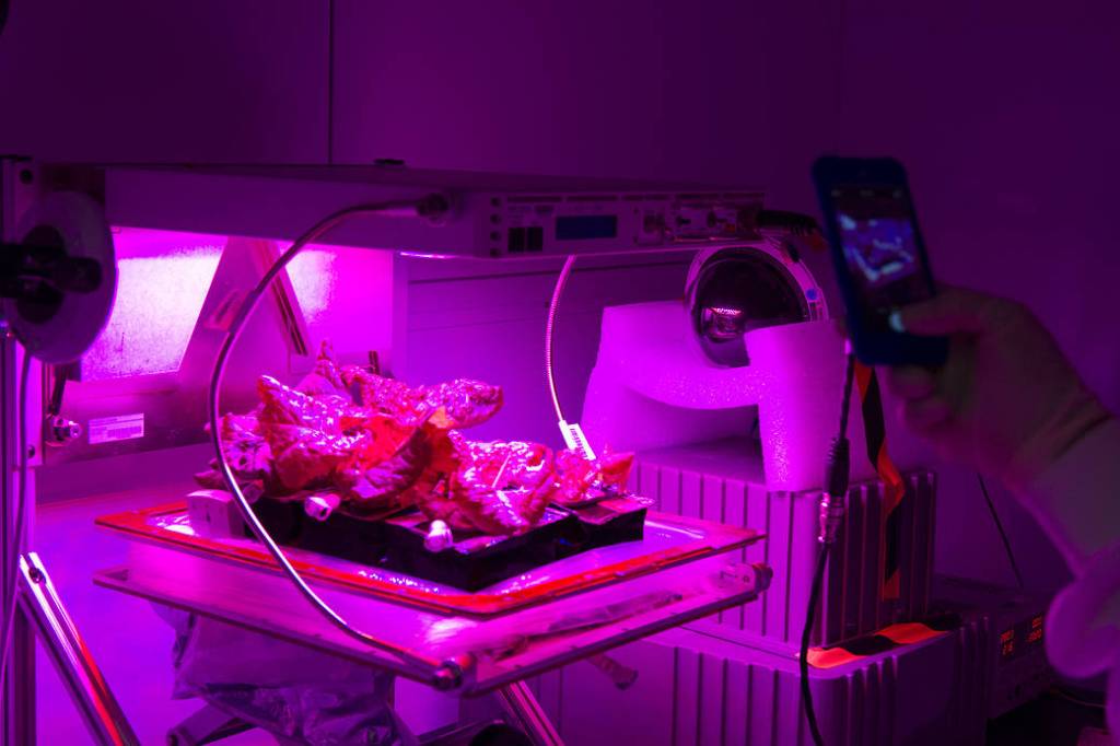 Veggie Plant Growth System