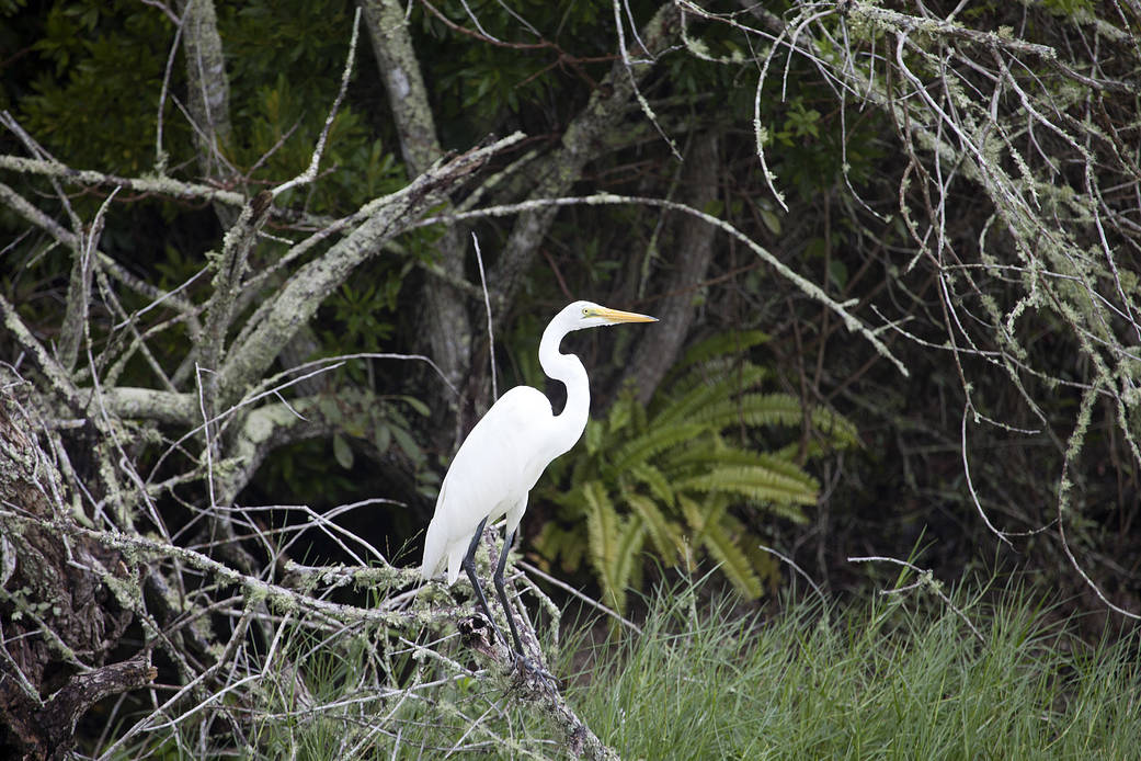 This great egret strikes a classic pose amid the brush on NASA's Kennedy Space Center in Florida.
