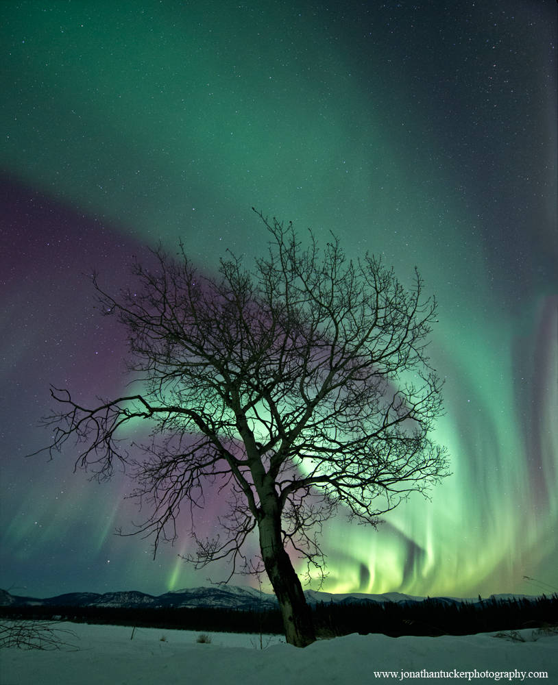 This aurora image was taken by Jonathan Tucker from the Yukon on February 19, 2014.