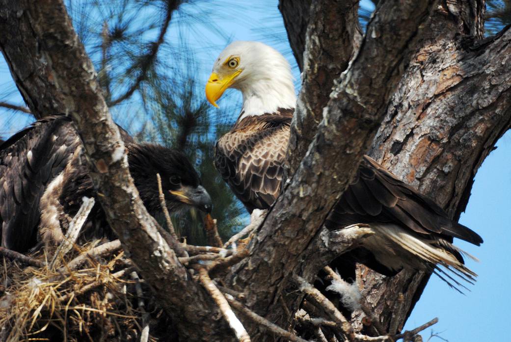 This mother eagle looks at one of her offspring in their nest near Kennedy Space Center in Florida. 
