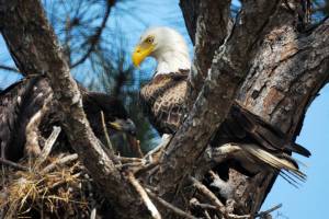 This mother eagle looks at one of her offspring in their nest near Kennedy Space Center in Florida.