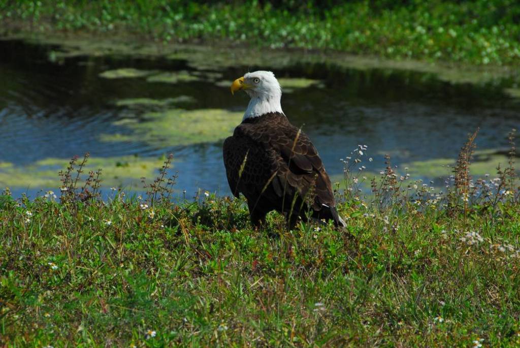 The Nation’s Symbol