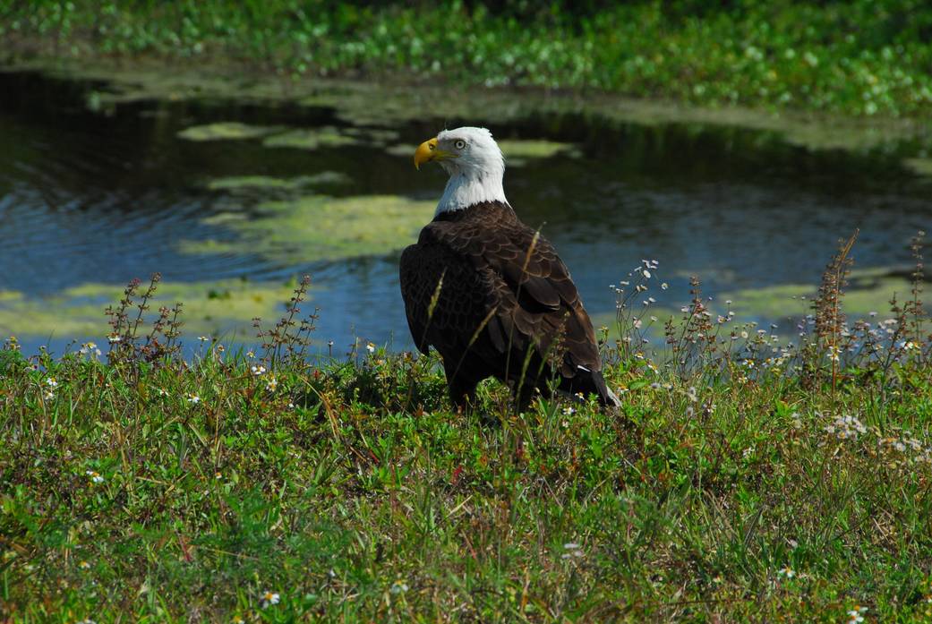 The Nation's Symbol