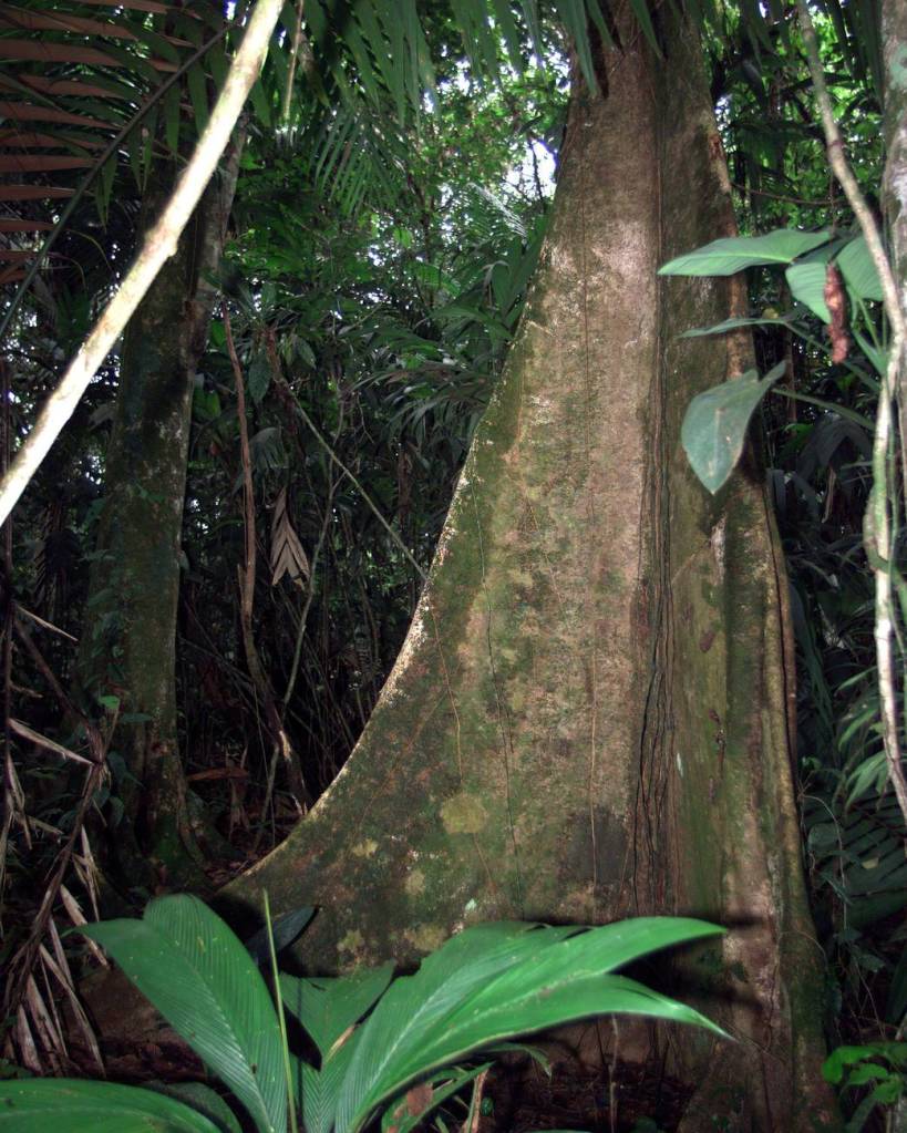 AirSAR: La Selva Region of Costa Rican Rain Forest