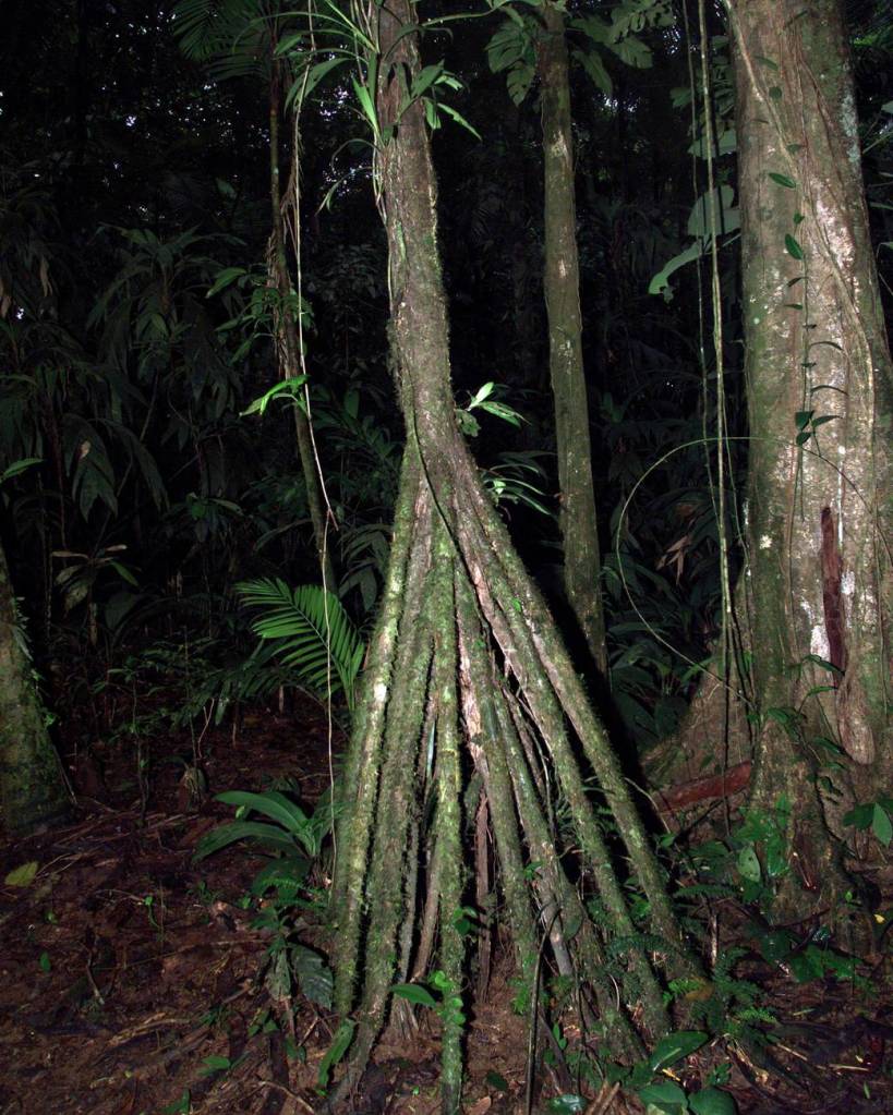 Costa Rican Rain Forest: DC-8 AirSAR Mesoamerica Campaign