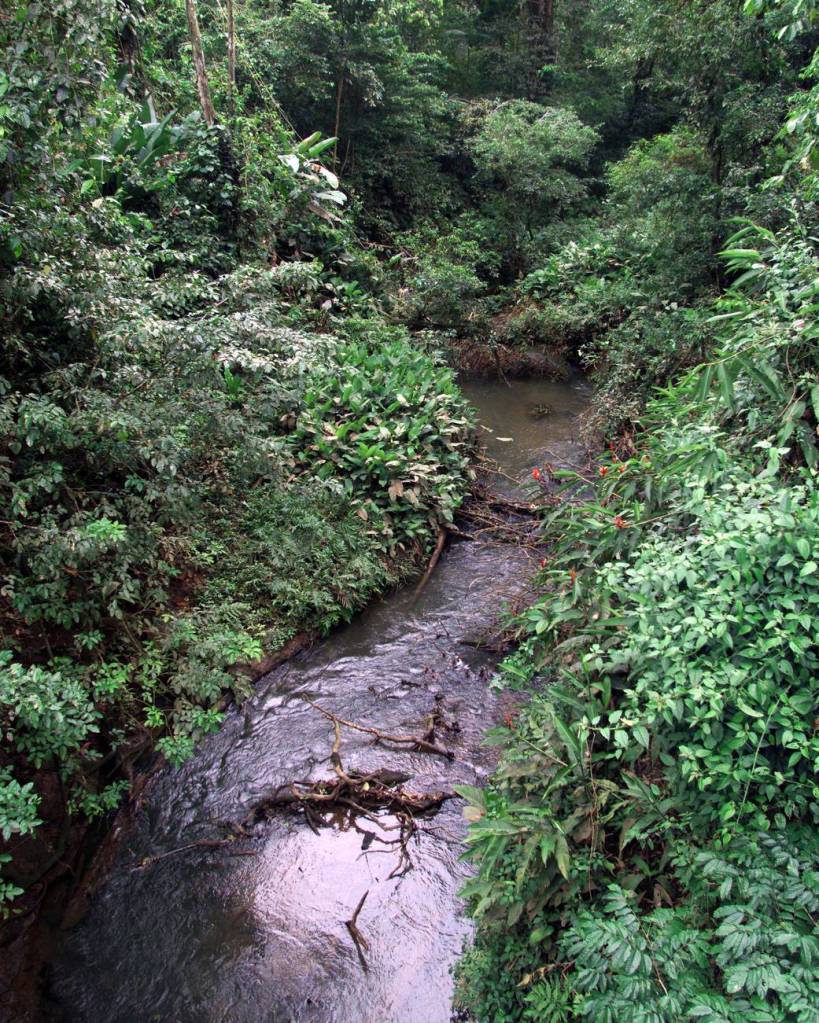 Costa Rican Rain Forest: AirSAR Mesoamerican Campaign