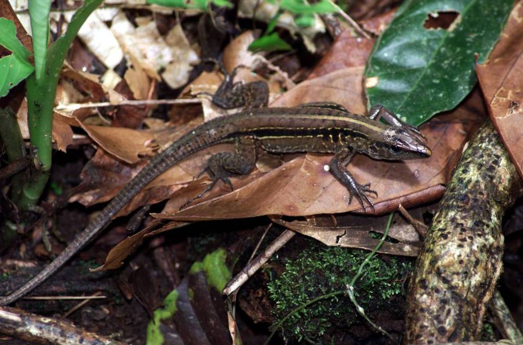 Costa Rican Rain Forest: AirSAR 2004 Mesoamerica Campaign