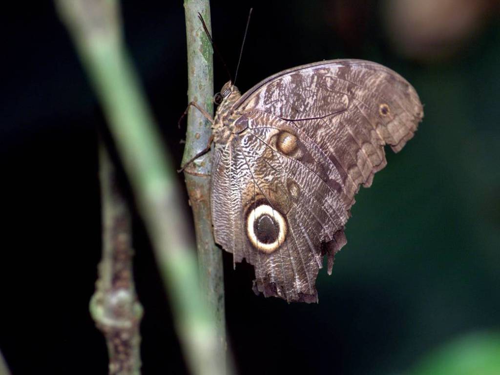 Costa Rican Rain Forest: AirSAR Mesoamerica Campaign