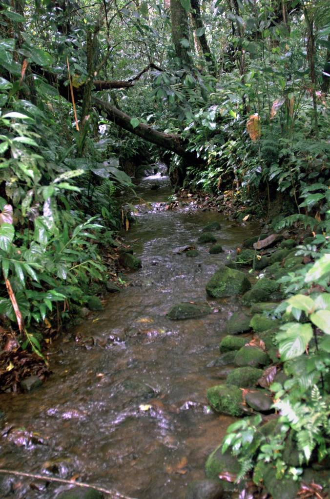 Costa Rican Rain Forest: AirSAR Mesoamerica Campaign