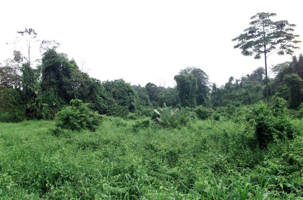 La Selva Region of Costa Rica: AirSAR Mesoamerica Campaign