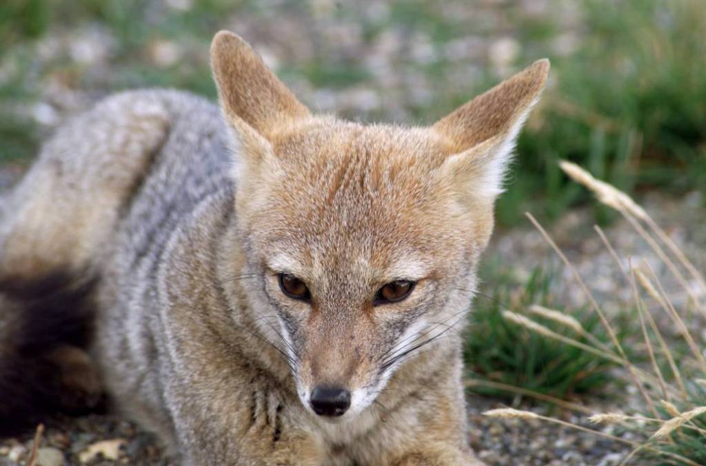 A Fox at Torres del Paine National Park in Chile