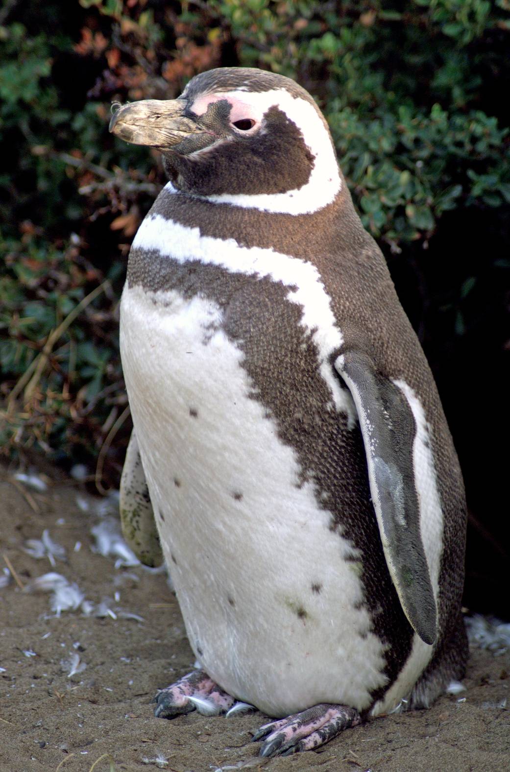 A Penguin near Punta Arenas, Chile