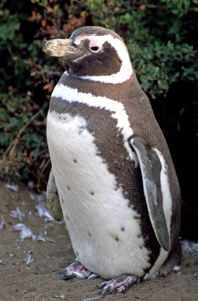 A Penguin near Punta Arenas, Chile