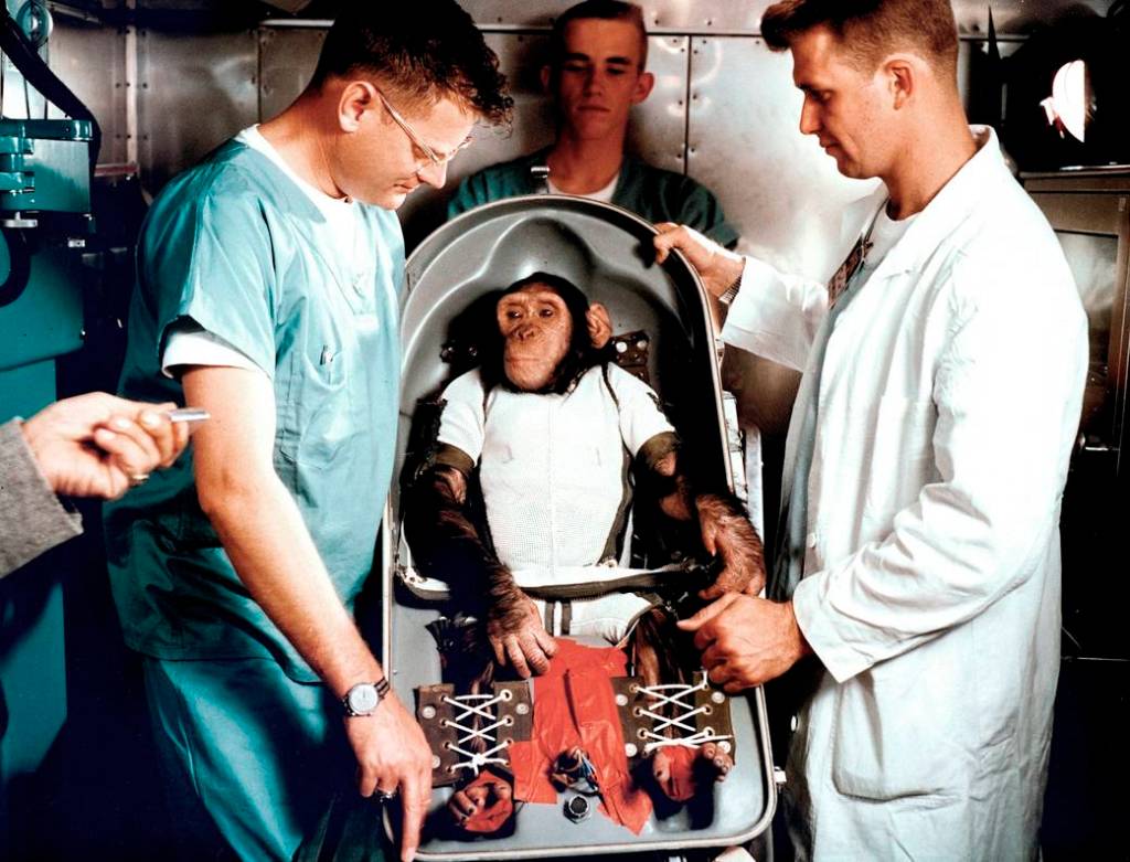 Chimpanzee Ham with Trainers