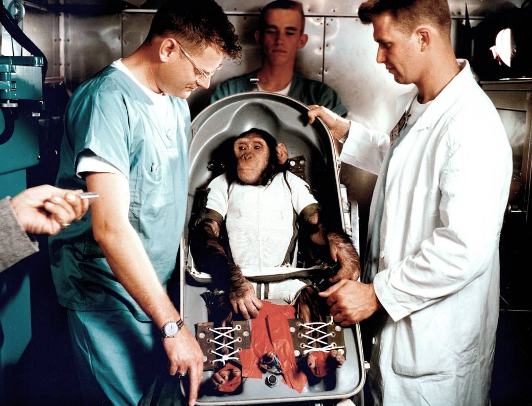 chimpanzee Ham with trainers