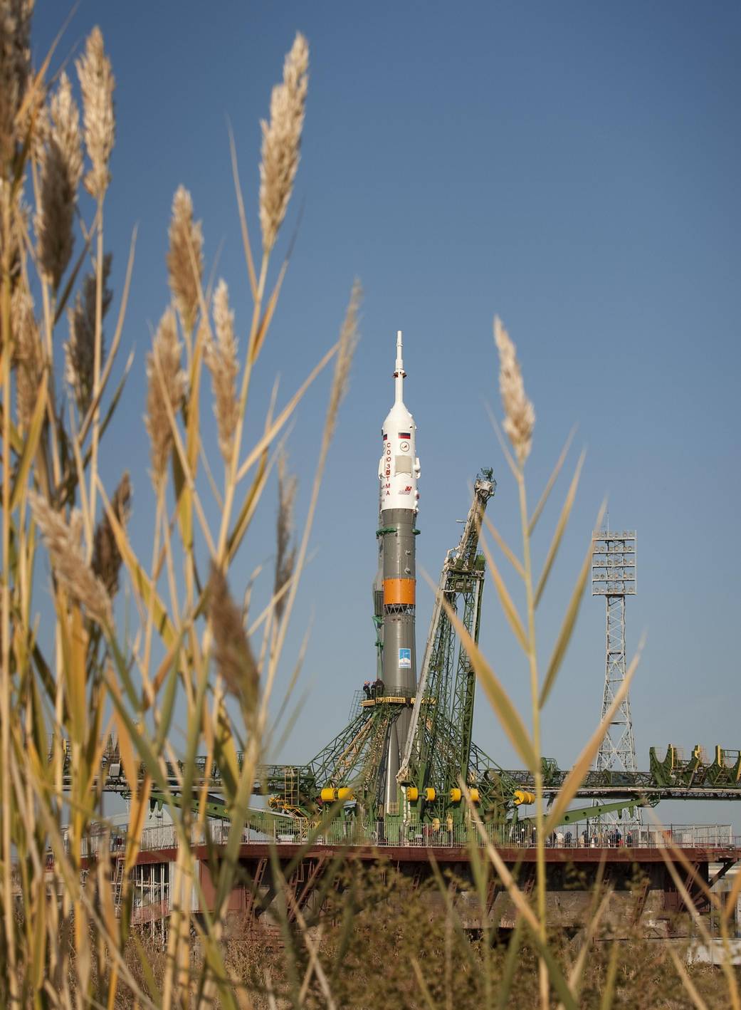 Soyuz rocket vertical on launch pad in distance with plant stalks close up in left of frame