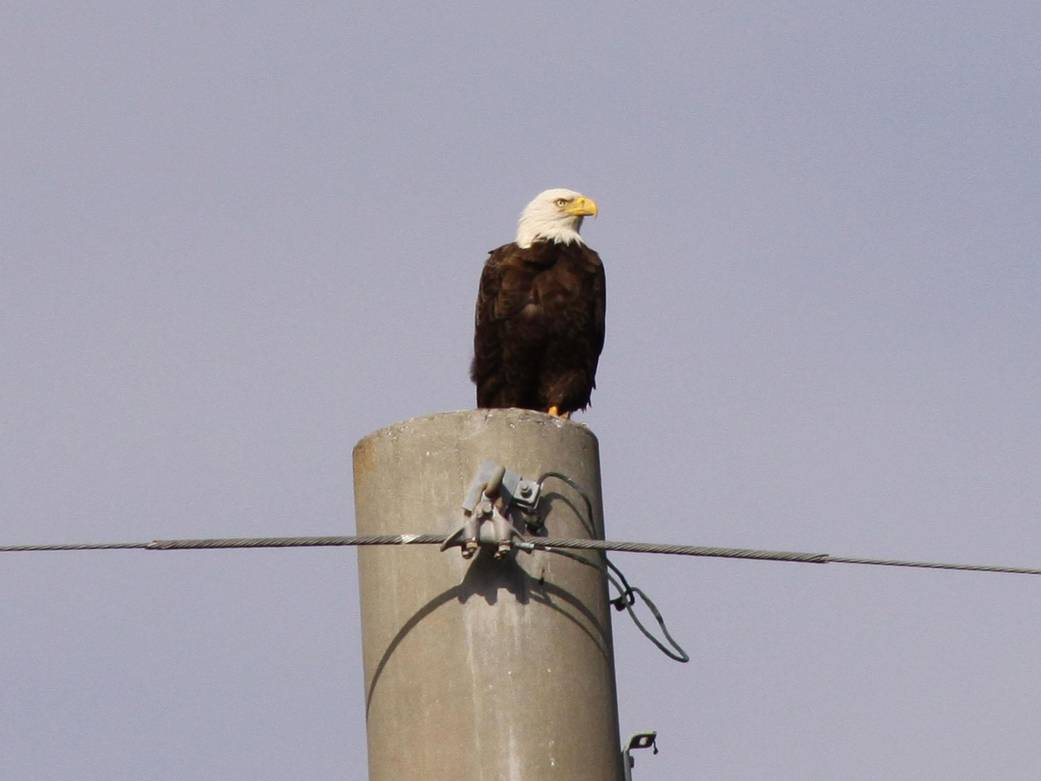 King of All He Surveys