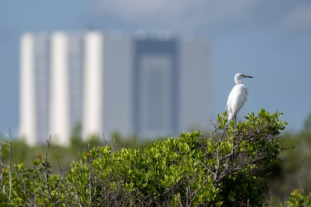 A little blue heron is seen in front of the Vehicle Assembly Building as preparations for launch continue, Friday, Sept. 2, 2022, at NASA’s Kennedy Space Center in Florida.