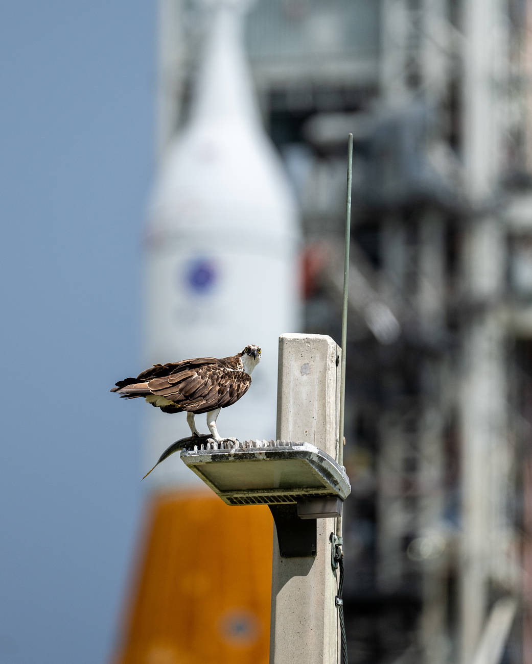 An osprey is seen in front of NASA’s Space Launch System (SLS) rocket with the Orion spacecraft aboard is seen atop a mobile launcher at Launch Pad 39B as preparations for launch continue, Friday, Sept. 2, 2022, at NASA’s Kennedy Space Center in Florida.