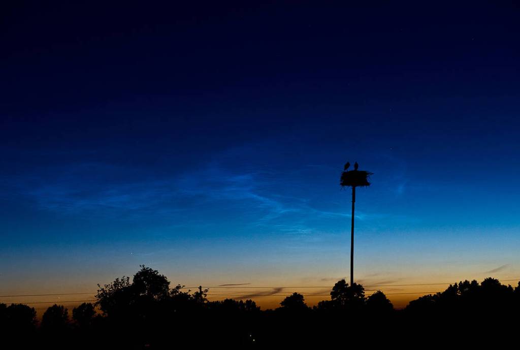 Storks and NLCs Return in 2012
