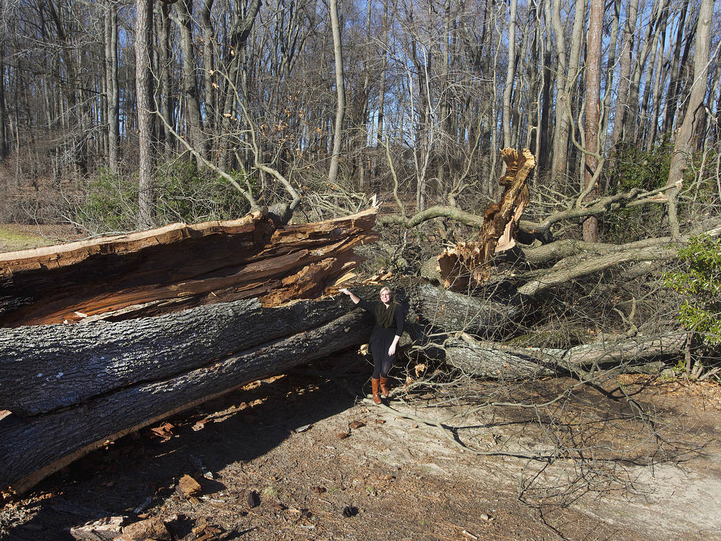 Ancient Oak Falls in Storm