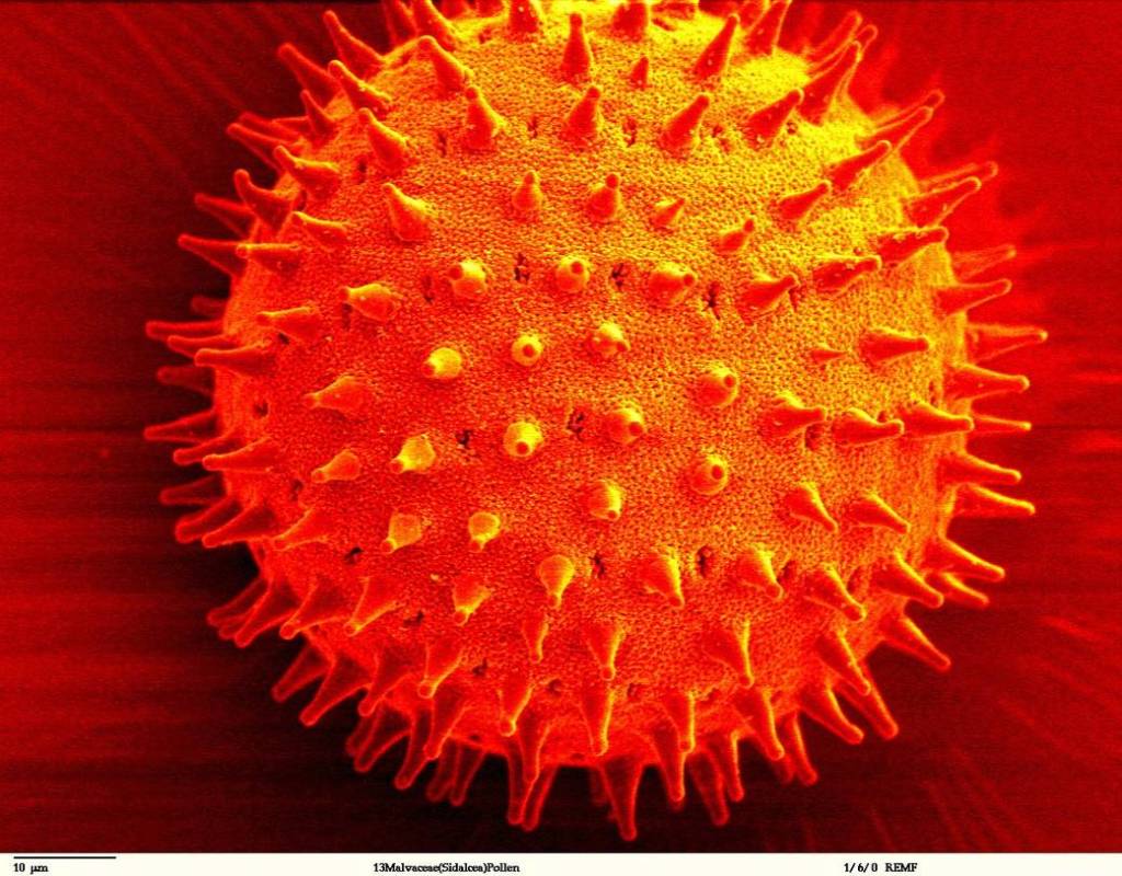Pollen – You Can Run, But You Can’t Hide