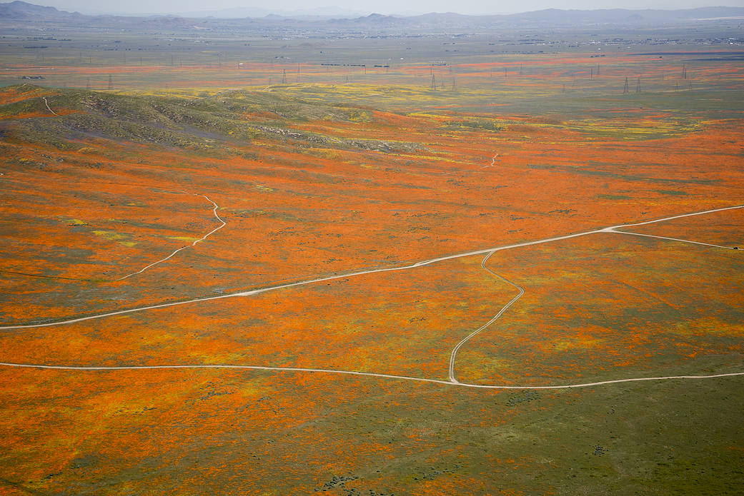 View from a NASA aircraft, T-34, over the Antelope Valley, CA Superbloom