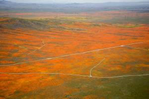 View from a NASA aircraft, T-34, over the Antelope Valley, CA Superbloom