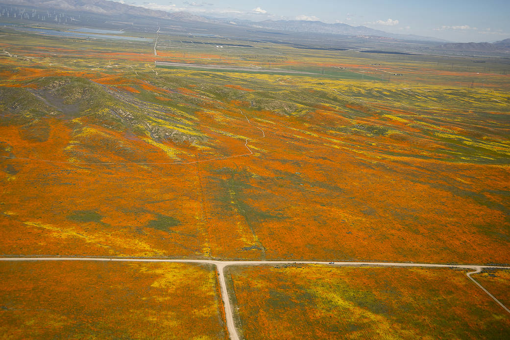 View from a NASA aircraft, T-34, over the Antelope Valley California Superbloom.