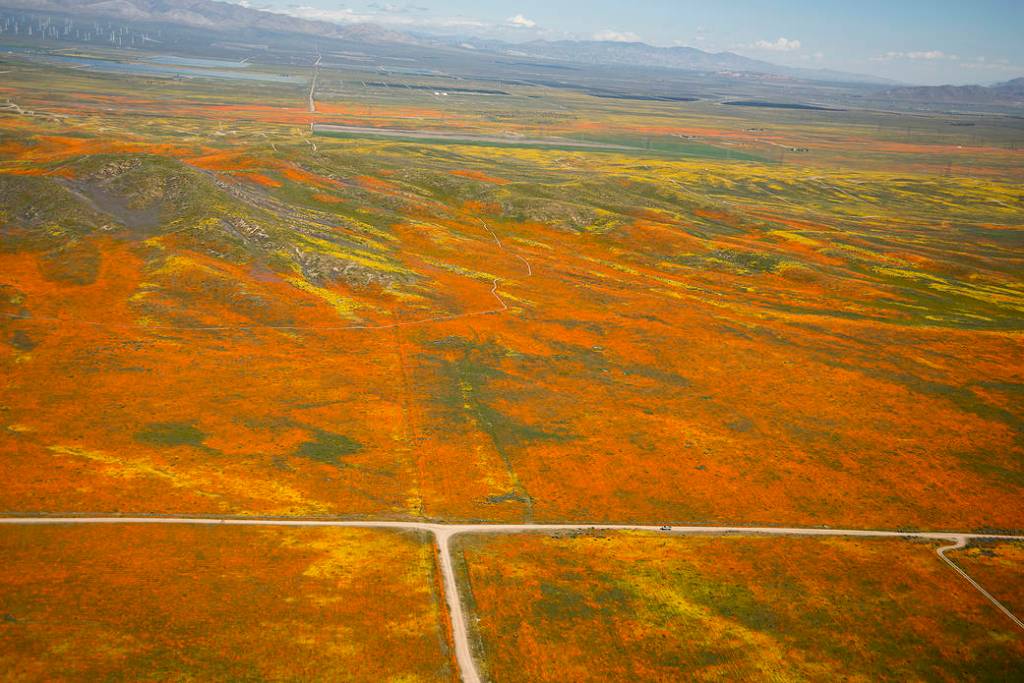 View from a NASA aircraft, T-34, over the Antelope Valley California Superbloom.