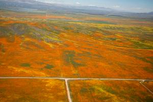 View from a NASA aircraft, T-34, over the Antelope Valley California Superbloom.