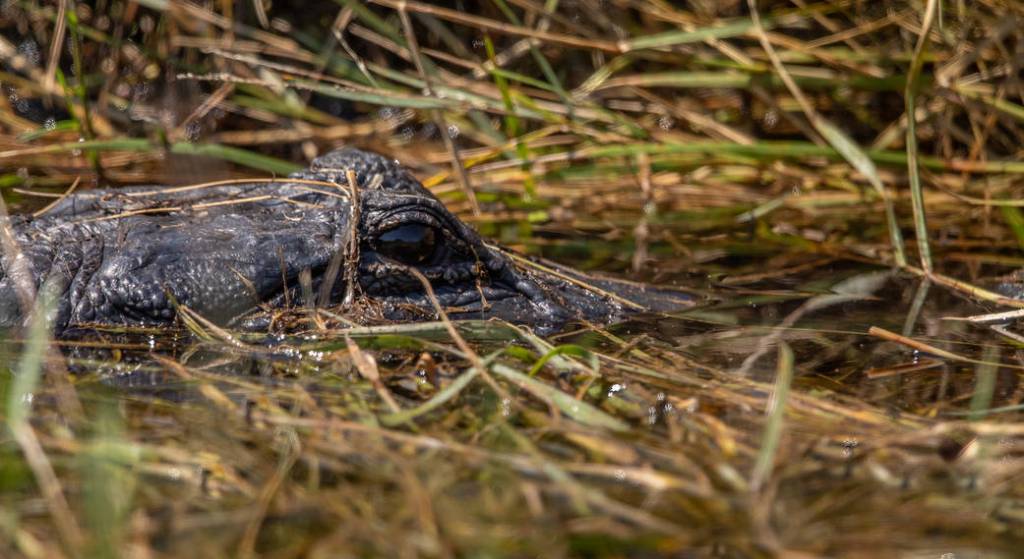 Alligators and Rockets: Sharing the Kennedy Space Center