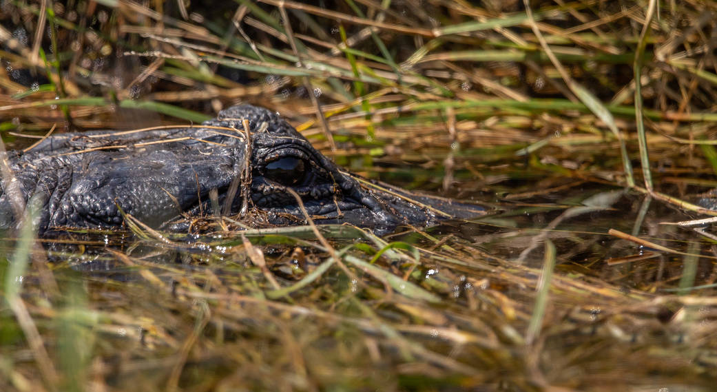 An alligator lurks in a marshy waterway at NASA's Kennedy Space Center in Florida. 