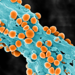 image of a scan showing cells in orange embedded in a biofilm matrix colored in blue