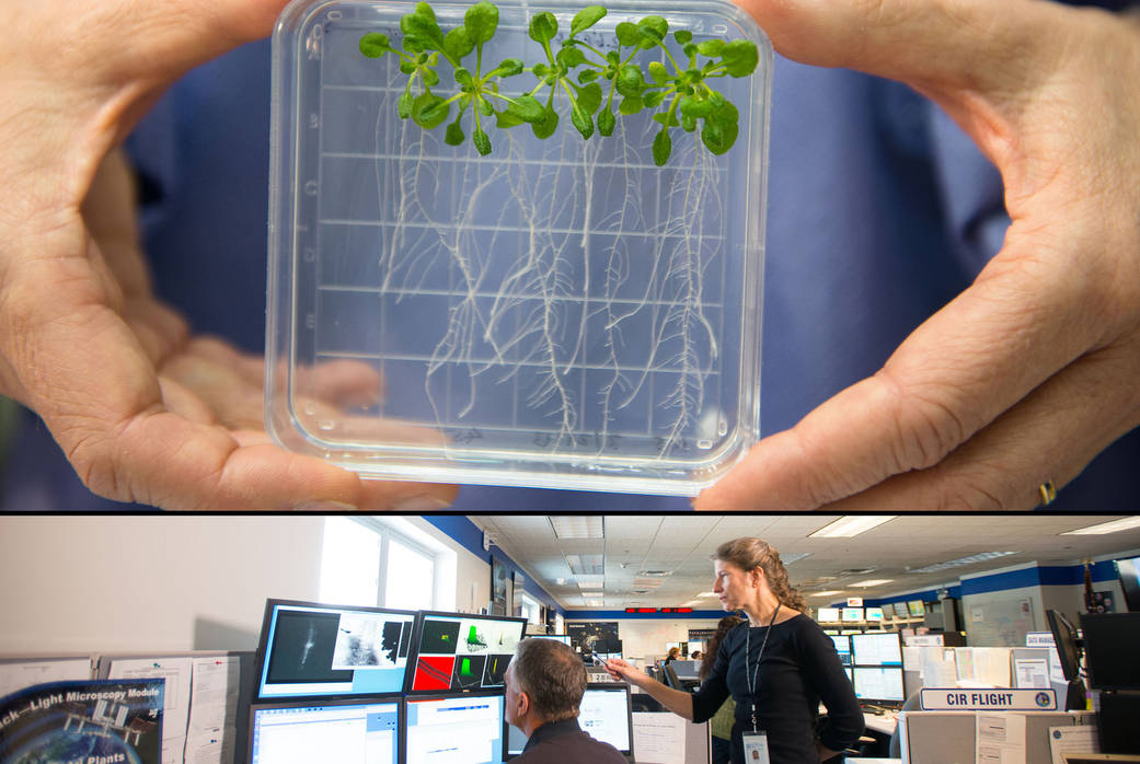 CARA (Characterizing Arabidopsis Root Attractions) is an experiment just completed on the International Space Station (ISS)