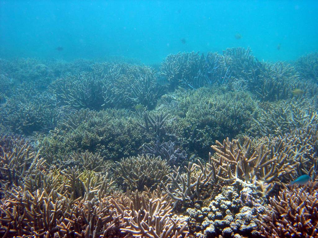 NASA’s CORAL to Study the Condition of Earth’s Coral Reefs