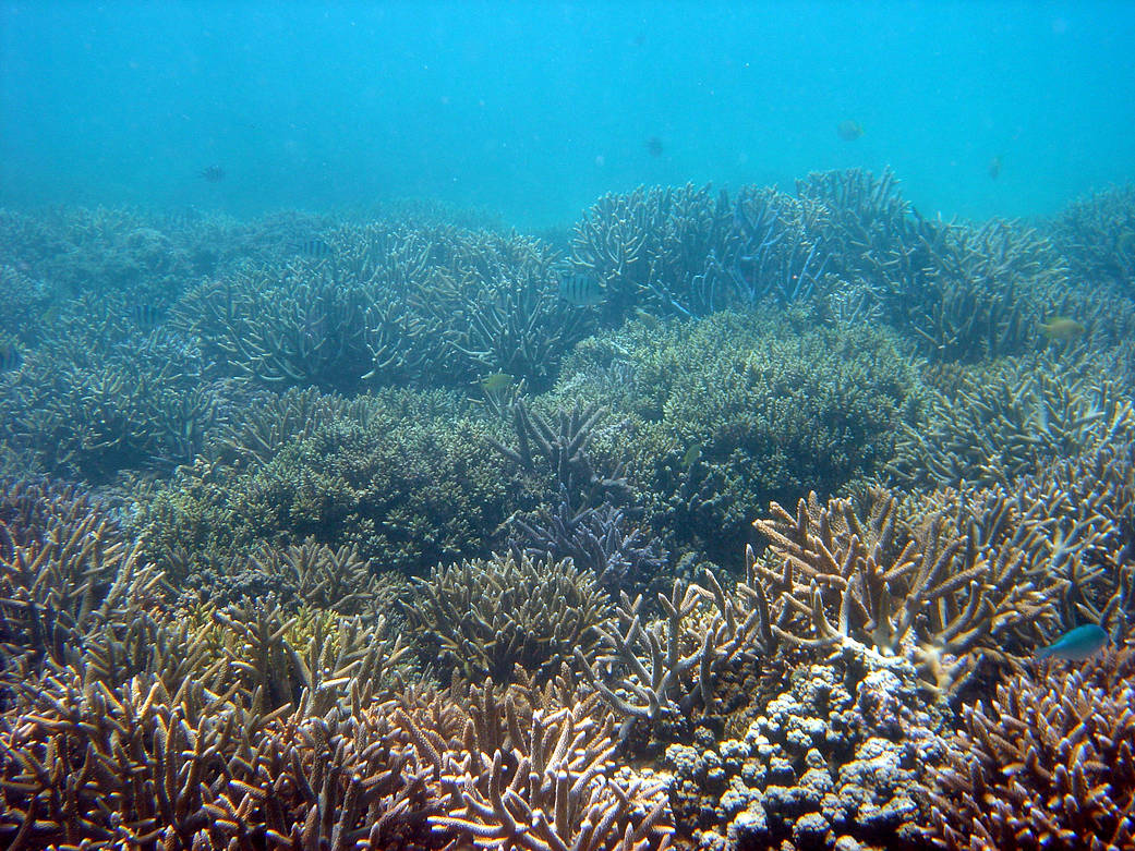 A coral reef in New Caledonia in March 2005