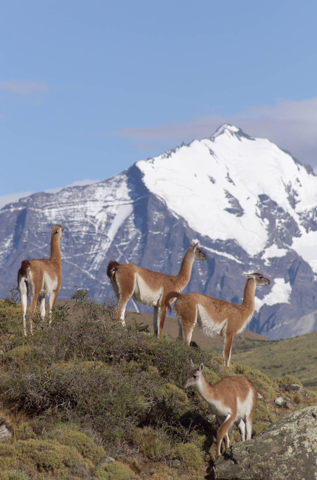 The Cuernos del Paine Mountains in Torres del Paine National Park in Chile provide a backdrop to a herd of guanacos during NASA'